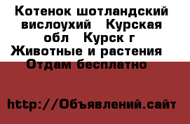 Котенок шотландский вислоухий - Курская обл., Курск г. Животные и растения » Отдам бесплатно   